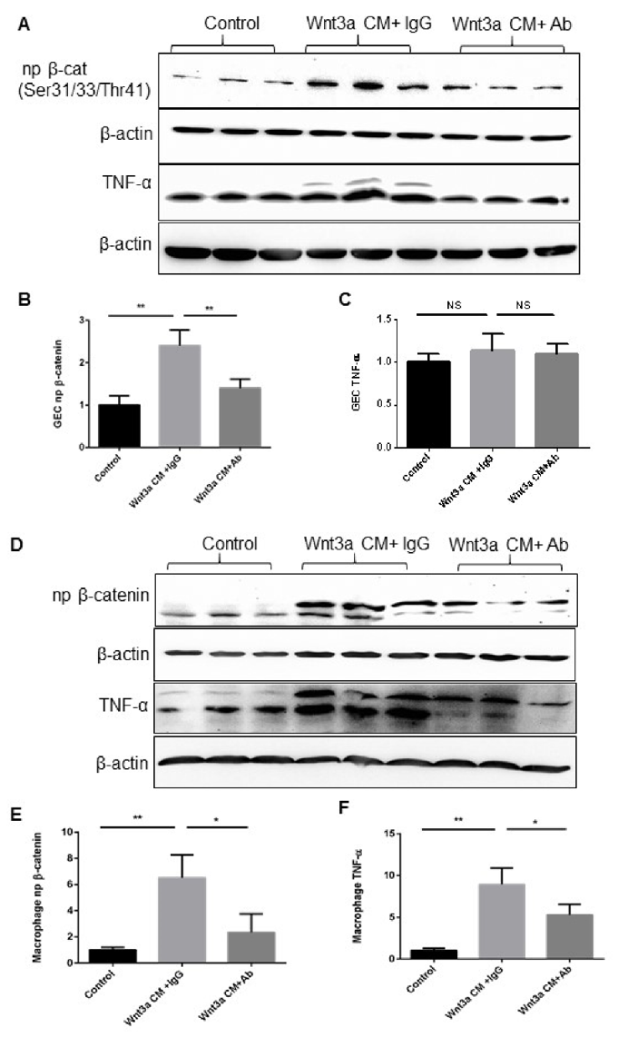 Activation of Wnt signaling induced the secretion of TNF-α in the GEC and macrophages.