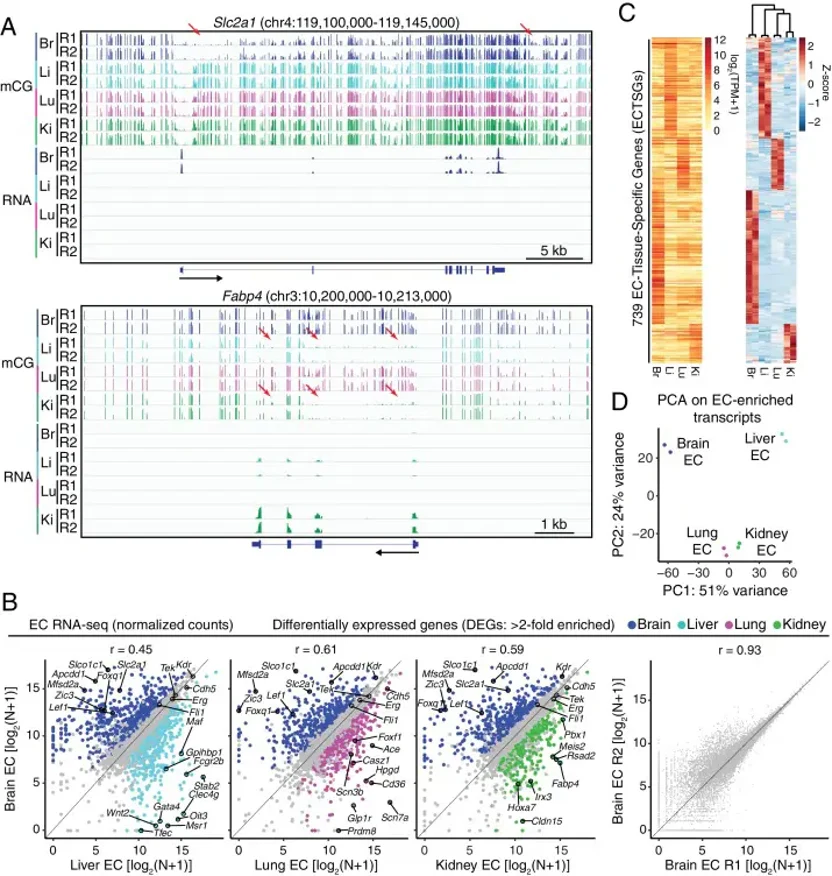 RNA-seq reveals inter-tissue EC heterogeneity.