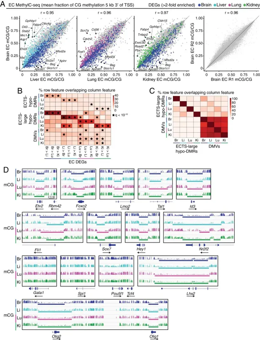 MethylC-seq reveals distinct classes of hypomethylated regions in ECs.