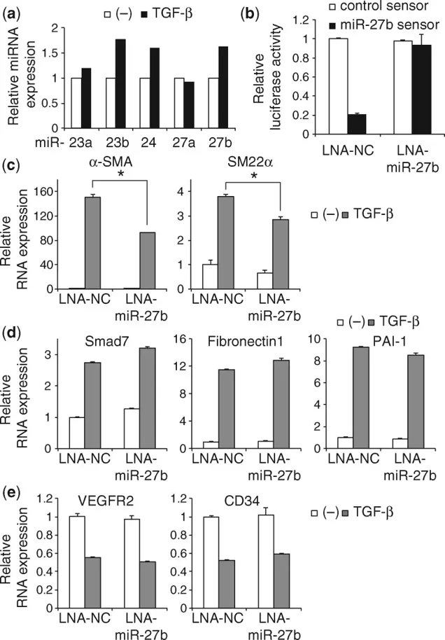 miR-27b is a positive regulator of EndMT induced by TGF-β in MS-1 endothelial cells