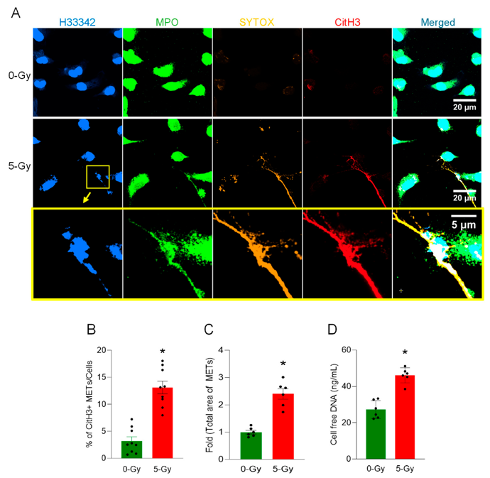 Ionizing radiation induces the release of macrophage extracellular traps (METs).