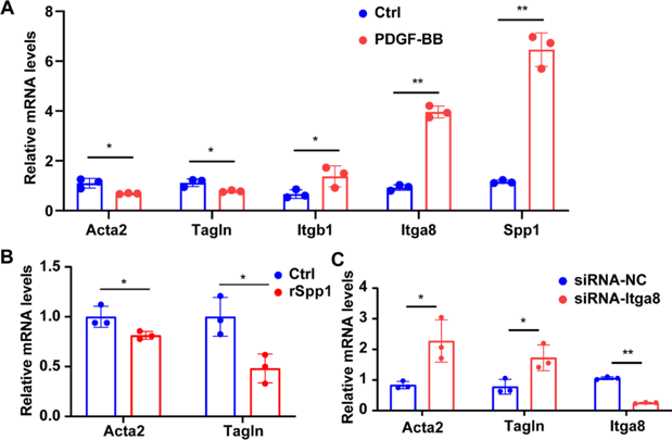 Spp1 decreased SMC contractility.