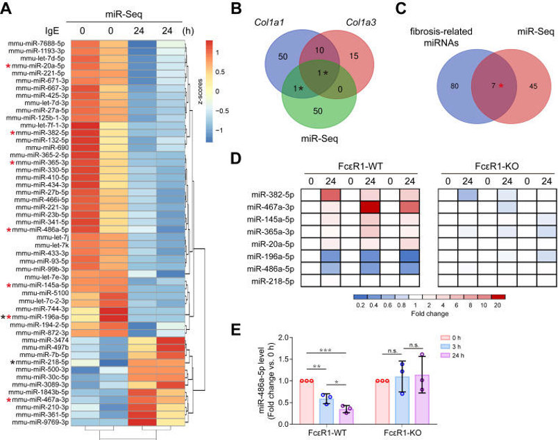 IgE alters miRNAs profile in CFs and down-regulates miR-486a-5p.