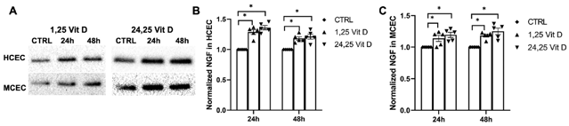 1,25 Vit D and 24,25 Vit D increase NGF protein expression in human and mouse primary cornea epithelium.