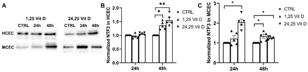 1,25 Vit D and 24,25 Vit D increase NTF3 protein expression in human and mouse primary cornea epithelium.
