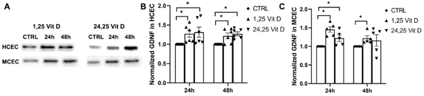 1,25 Vit D and 24,25 Vit D increase GDNF protein expression in human and mouse primary cornea epithelium.