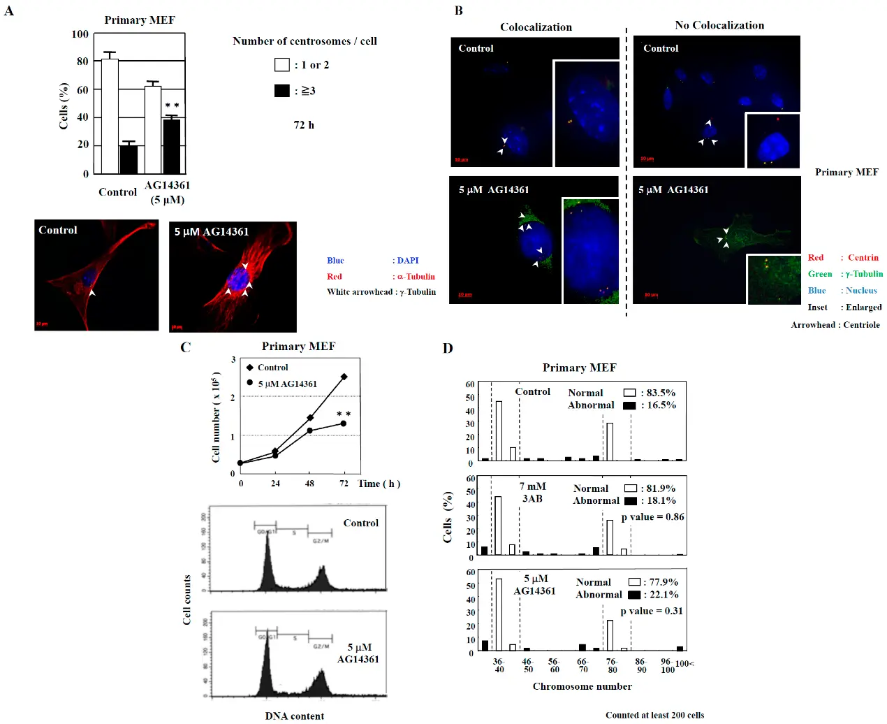 After treating primary MEF cells with the PARP inhibitor AG14361, centriole amplification was induced, but no chromosomal abnormalities were observed.