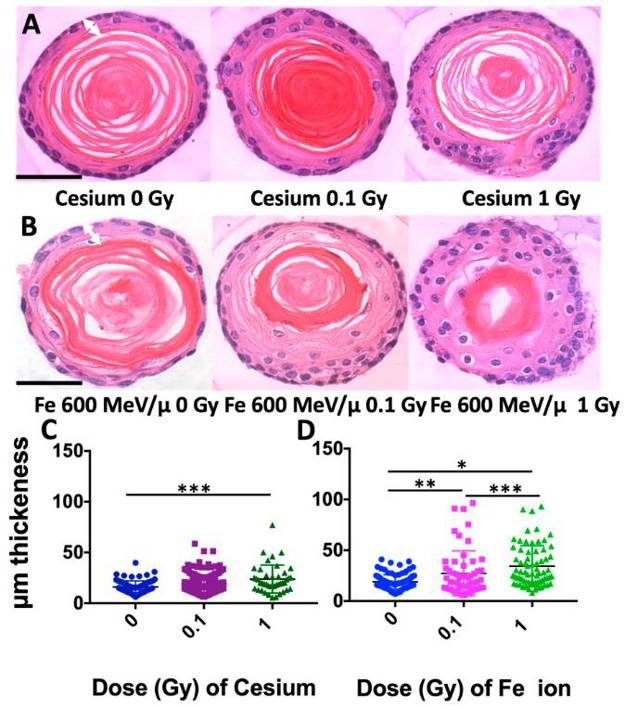 H&E-stained mouse organoids were assessed for the thickness of the outer non-cornifying cell layers following exposure to indicated doses (0-1 Gy) of Cs or Fe 600 MeV/µ.