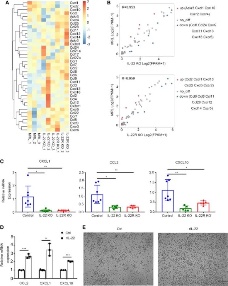 IL-22 affected the expression of chemokines in vivo and in vitro.