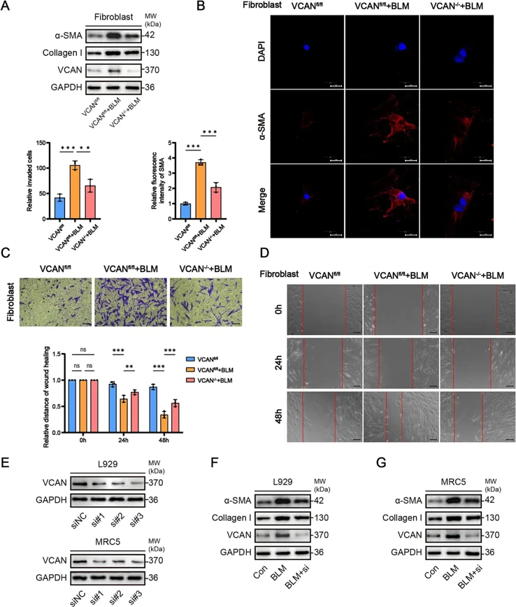 Knockout of VCAN inhibits fibroblast activation.