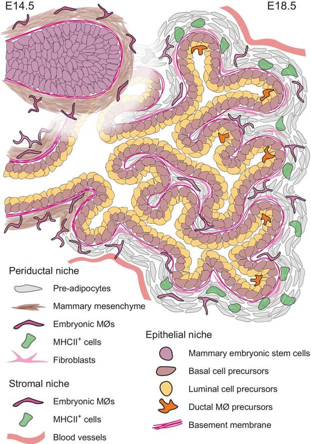 Organization of the mouse embryonic mammary gland.