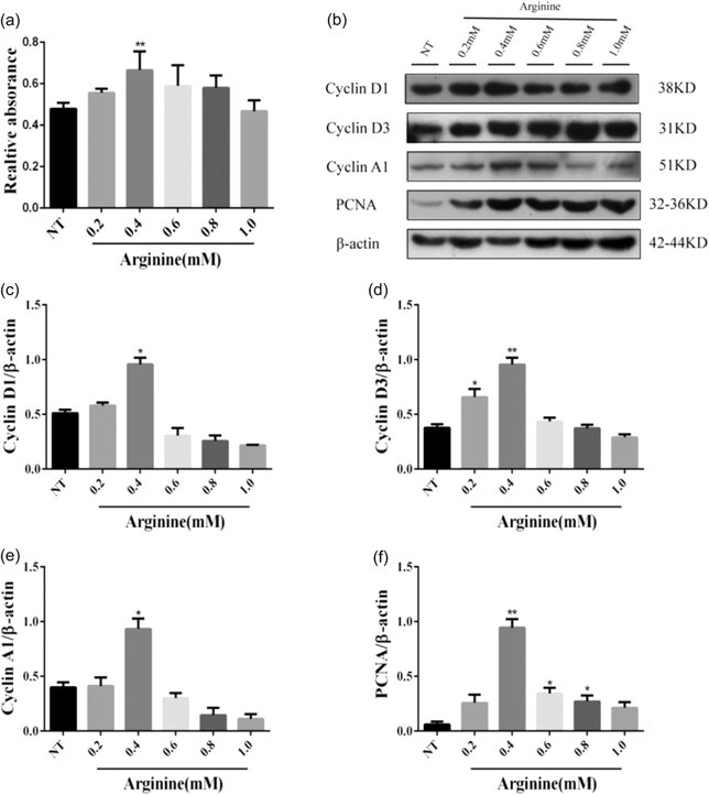 L-arginine enhances the proliferation activity of mMECs.