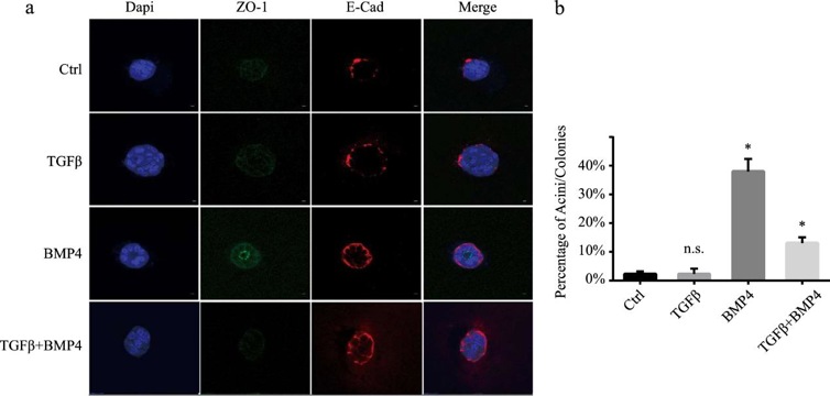 BMP4 induces mammary acinar structure in 3D cell culture.