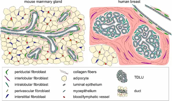 Schematic depiction of histology of mouse and human adult mammary gland tissue.
