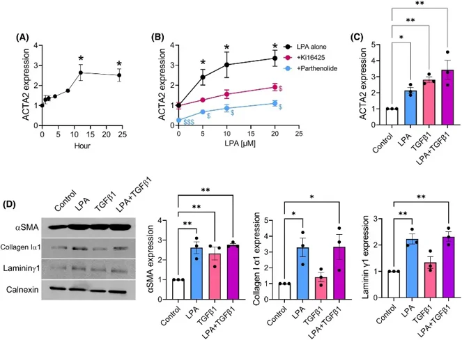 Lysophosphatidic acid (LPA) stimulated expressions of αSMA, collagen Iα1, and lamininγ1 in mouse primary mammary fibroblasts.
