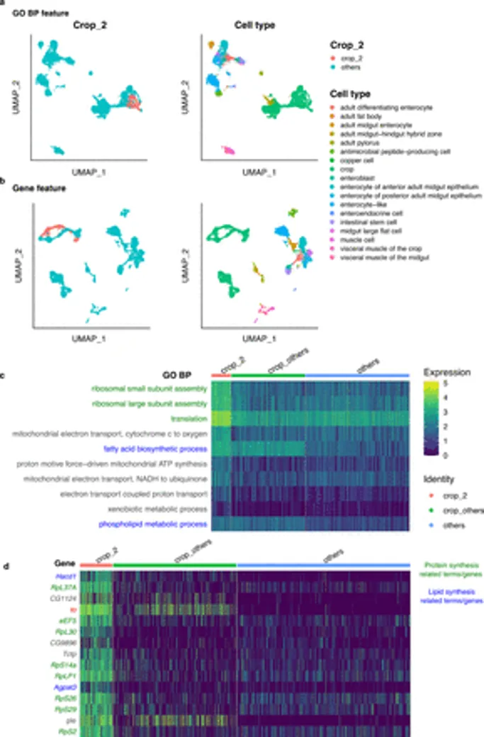 Crop cell subtype unveiled by cross-species comparison with mouse.