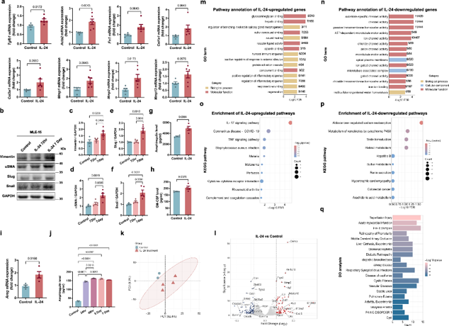 IL-24 targets airway epithelial cells and promotes inflammatory responses and remodeling processes.