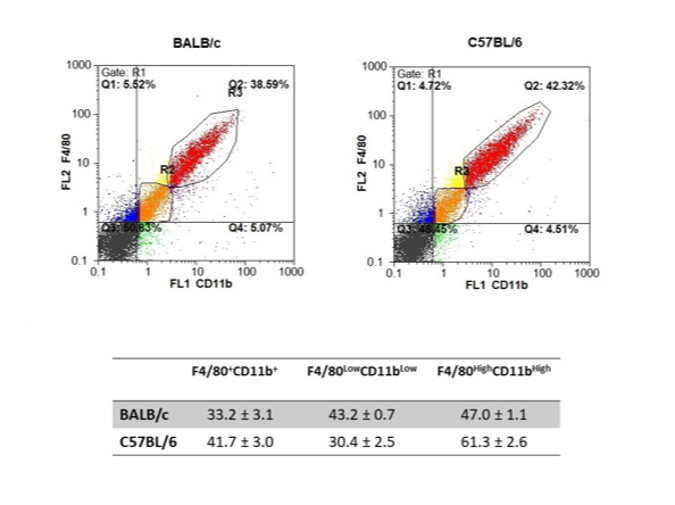 Proportion of macrophages in peritoneal lavages