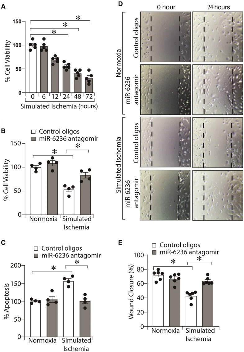 Inhibition of miR-6236 by Antagomir Improves Viability and Reduces Apoptosis in Ischemic Mouse Skeletal Muscle Microvascular Endothelial Cells (mSkMVECs).
