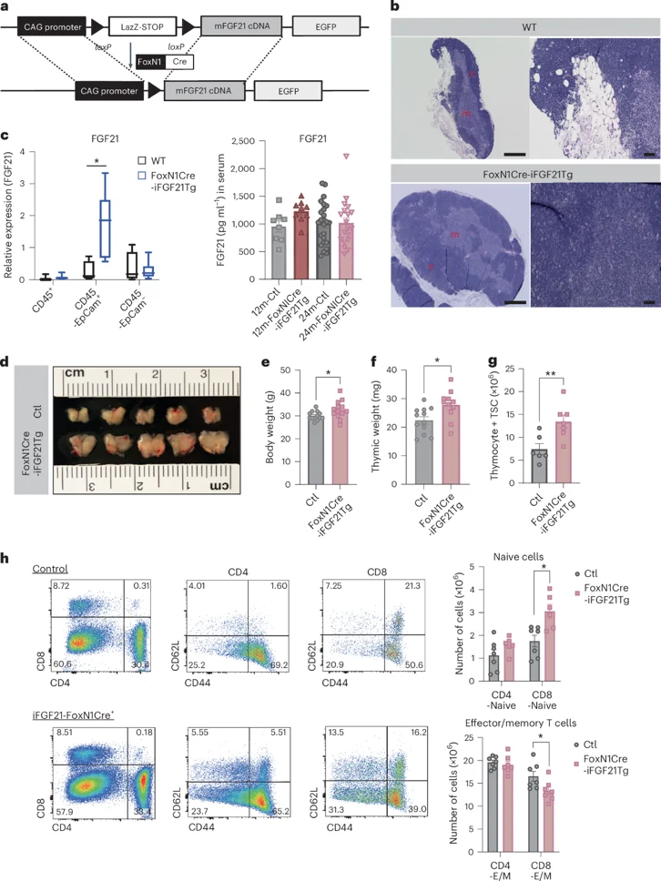 a, Strategy for generation of TEC-specific FGF21 transgenic mice. b, Representative hematoxylin and eosin (H&E) histology images of thymus in 24-month-old mice. c, Expression of FGF21 in TECs of control and Foxn1Cre-FGF21Tg-overexpressing mice. d-g, Characterization of thymic involution of aged mice. h, FACS quantification, frequencies and numbers of naive (CD62L+CD44-) and E/M (CD62L-CD44+) T cells in spleen of 24-month-old control and iFGF21-FoxN1Cre mice.