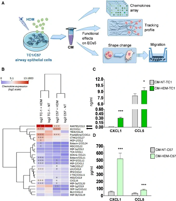 Treatment of TC 1 and C57 cells with HDM induces an EO chemoattractive environment.