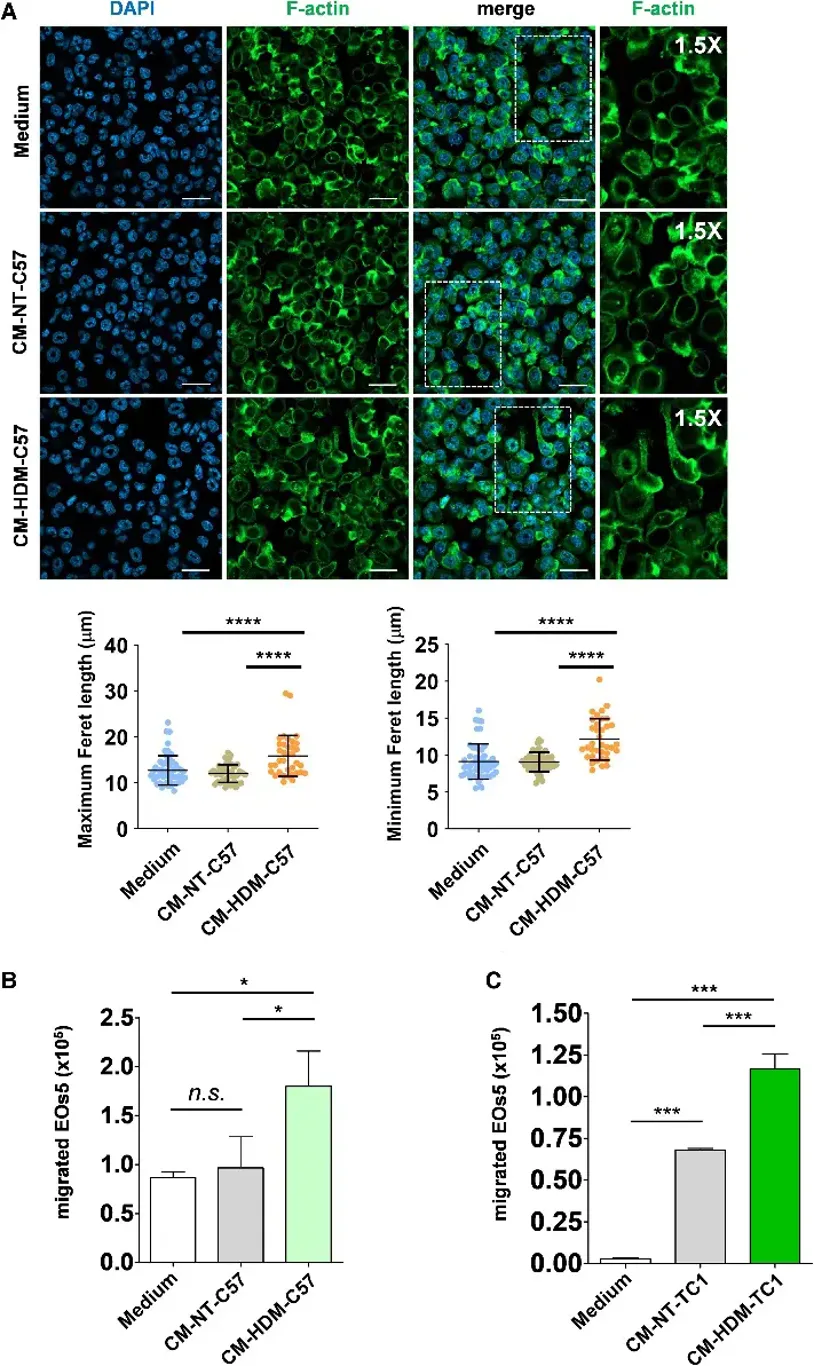 CM of TC1 and C57 cells treated with HDM induce cellular shape changes and migration in EOs5.