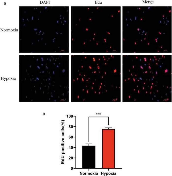 Changes in the proliferation of mouse liver sinusoidal endothelial cells.