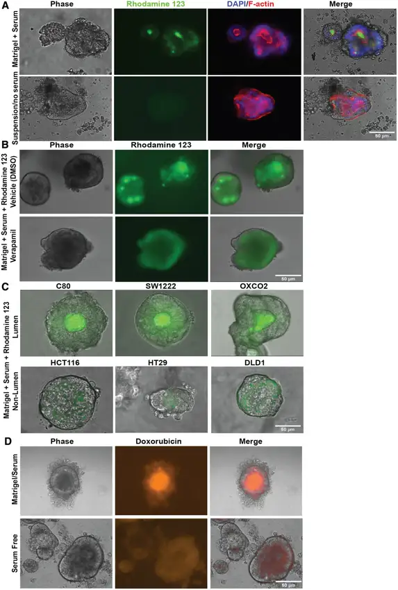 Polarised ABCB1 functions as an orientation-dependent drug effluxer.