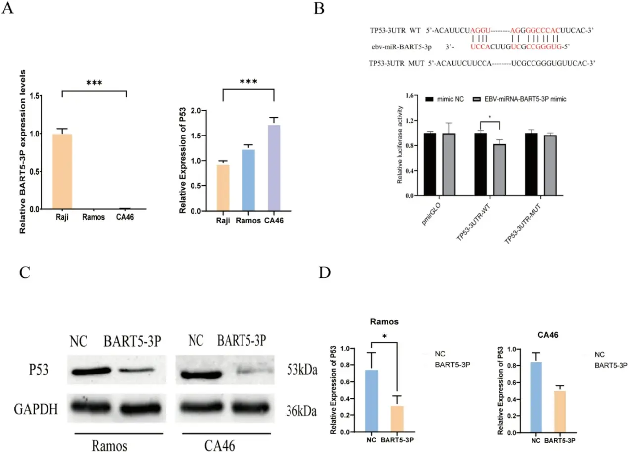EBV-miR-BART5-3p directly targeted TP53 in Burkitt lymphoma cells Ramos and CA46.