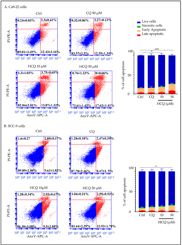 Apoptosis in Ca9-22 and SCC-9 after treated with CQ and HCQ for 24 h.