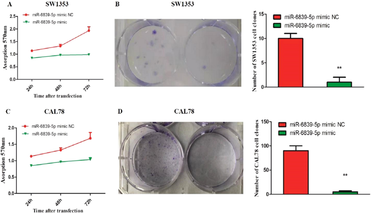 Migration inhibition of SW1353 and CAL 78 cells by miR-6839-5p (40 ×).