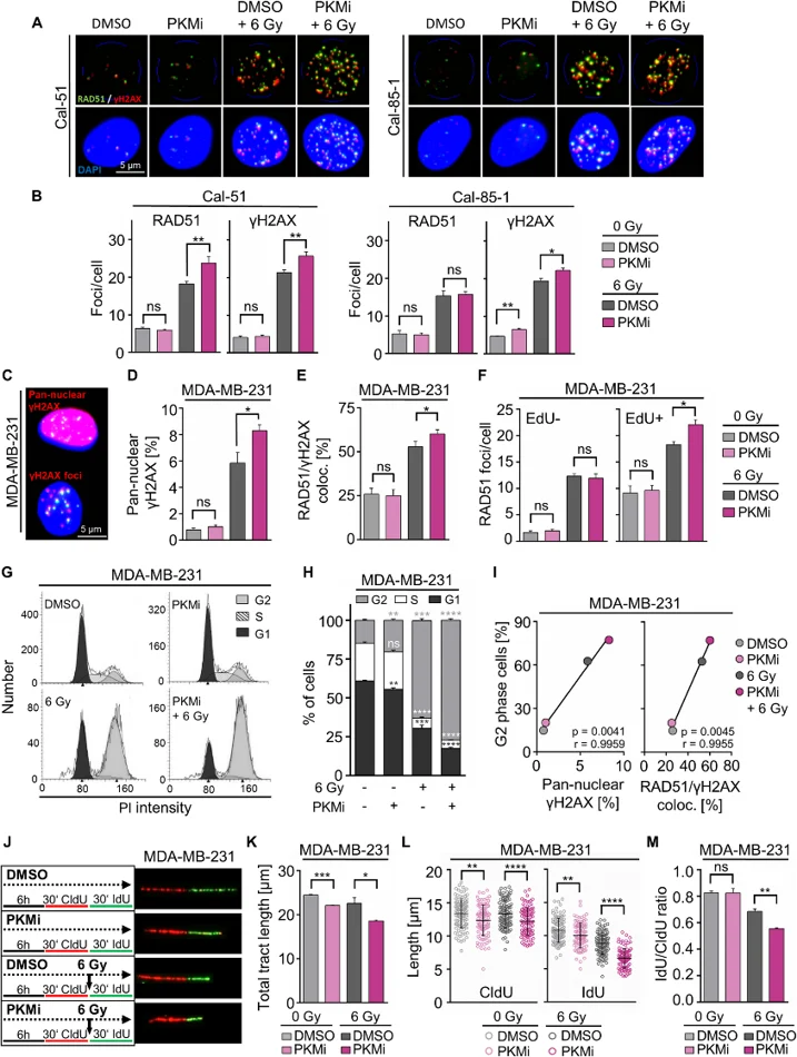 PKM inhibition modulates DNA damage repair, DNA replication, and induces cell cycle arrest in irradiated TNBC cells.