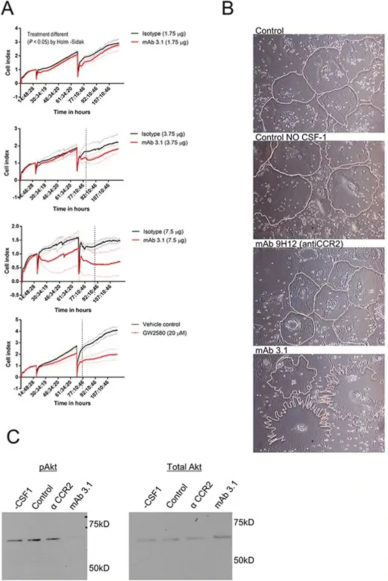 mAb 3.1 inhibited cellular proliferation.