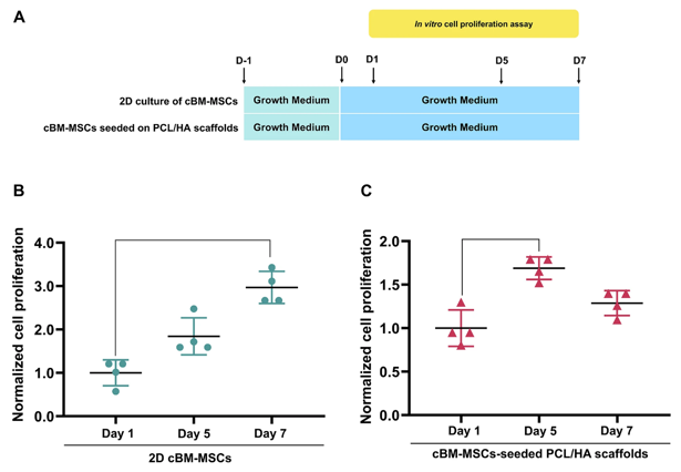 Proliferation of cBM-MSCs cultured in vitro.
