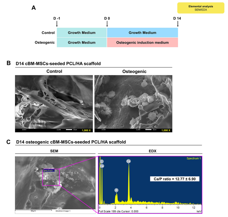 Effect of PCL/HA scaffolds on the osteogenic differentiation of cBM-MSCs in vitro.