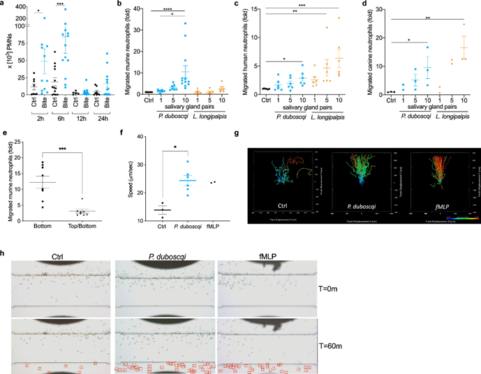 P. duboscqi and L. longipalpis salivary glands homogenate contains neutrophil chemoattractants.
