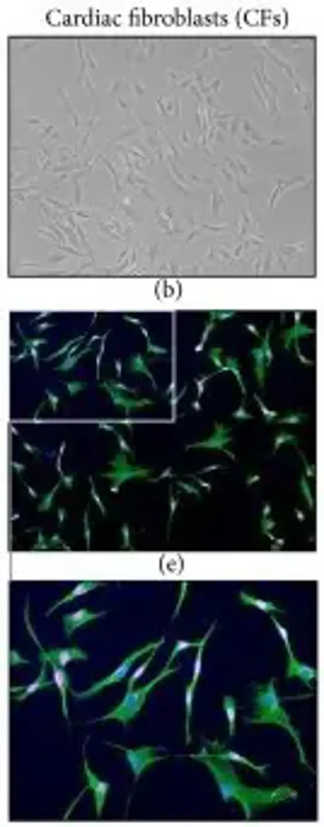Canine primary cardiac culture characterization.