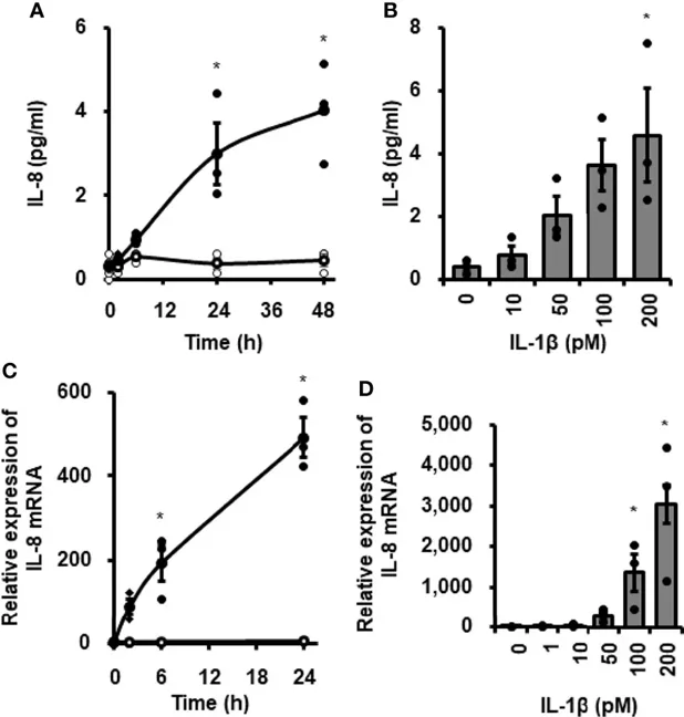 IL-1β-mediated IL-8 release and IL-8 mRNA expression in canine cardiac fibroblasts.