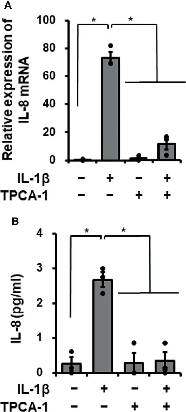 Effect of the NF-κB inhibitor TPCA-1 on IL-1β-mediated IL-8 mRNA expression.
