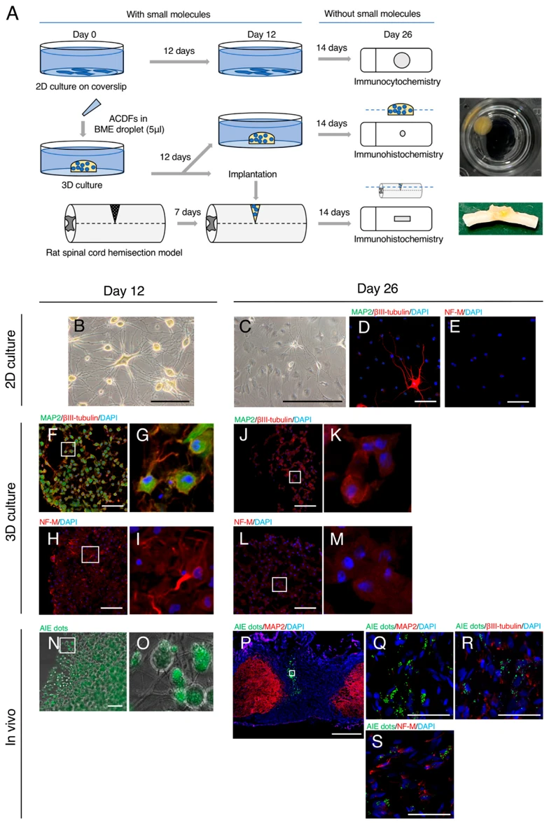Additional Treatment in 2D Culture, 3D Culture, and In Vivo Conditions of Spinal Cord Injury Diminishes Neuronal Protein Expression in Small Molecule-Treated Adult Canine Dermal Fibroblasts