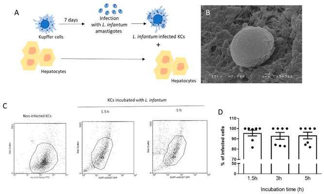 Experimental design and Kupffer cells infection with L. infantum amastigotes.