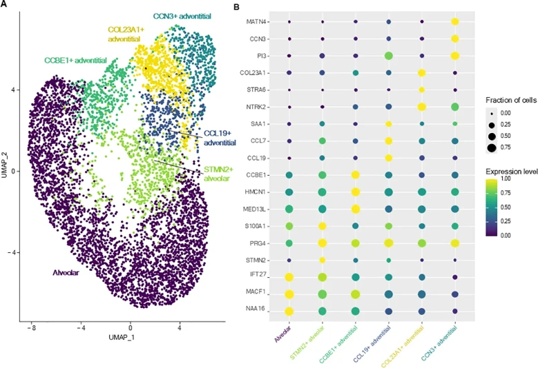 Lung fibroblasts. (A) UMAP representation of the six distinct fibroblasts clusters identified in canine healthy lungs. (B) Dot plot representing the specific expression of markers by different fibroblasts clusters.