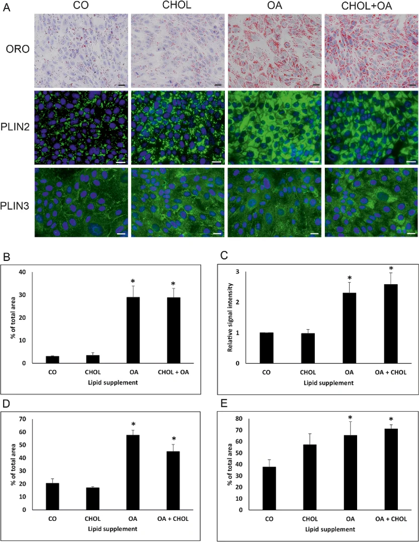 Lipid droplet dynamics in healthy and pyometra-affected canine endometrium.