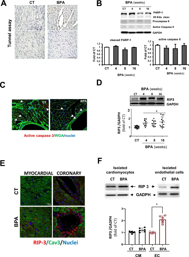 BPA induces cardiac necroptosis.