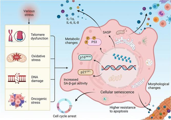 The mechanism of cellular senescence