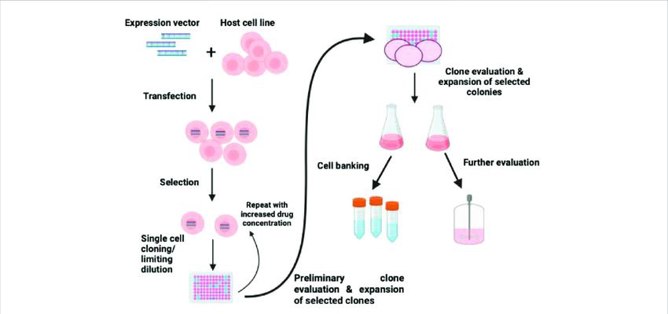 Immortalized Cell Line Construction