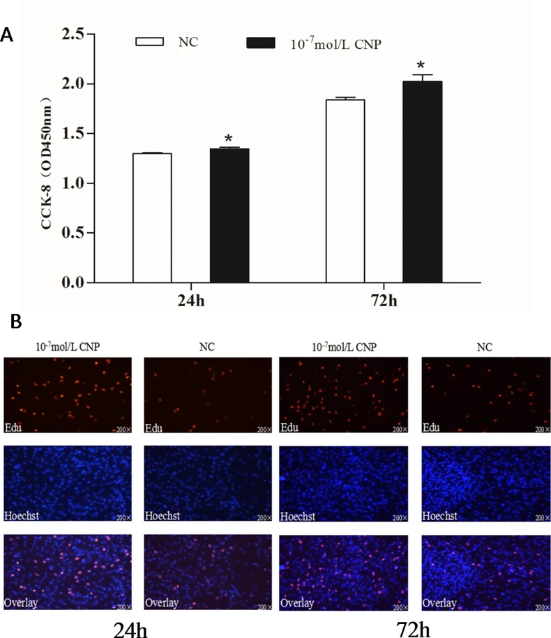Effect of CNP on the proliferation of intramuscular preadipocyte.