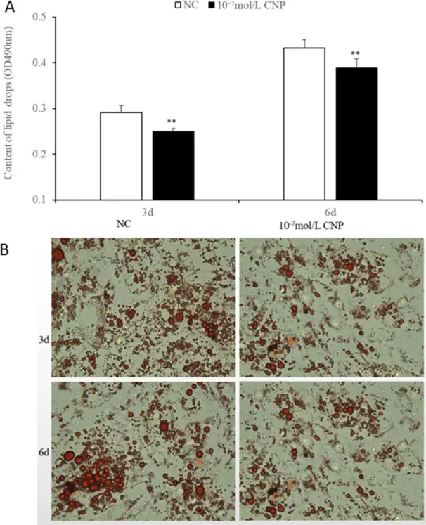Effect of CNP on differentiation of intramuscular adipocytes.