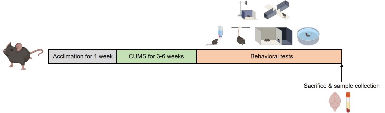 1.Fig. 1: CUMS mouse model induction workflow.