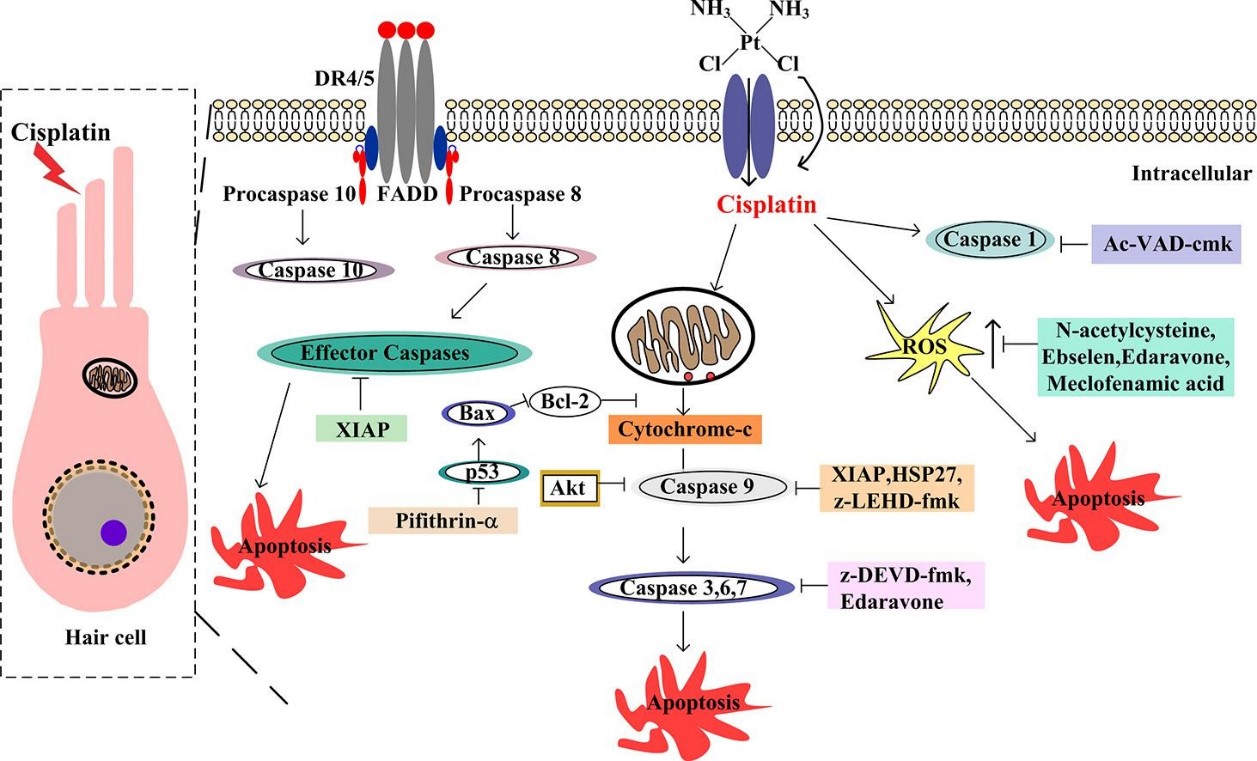 Fig. 1: Molecular pathways of cisplatin-induced cochlear damage.